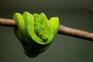 python